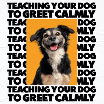 Teach Calm Dog Greetings: Stop Jumping at the Door